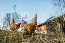 Chickens Hens Birds - Free photo on Pixabay