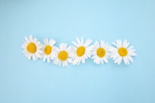 Copyright Jackie Matthews - Free photo on Pixabay