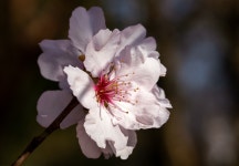 Cherry Blossoms Petals Nature - Free photo on Pixabay