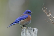 10,000+ Free Perching Bluebird & Bluebird Images - Pixabay