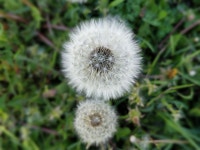 feenhaar - Pixabay Download free media from feenhaar | Pixabay