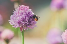 Bumblebee Bee Flower - Free photo on Pixabay