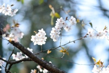 Flowers Cherry Blossoms Petals - Free photo on Pixabay Free Image on Pixabay - Flowers, Cherry Blossoms, Petals