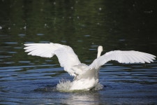 Swan Bird Pond - Free photo on Pixabay