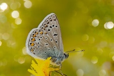 50+ Free Hauhechel & Butterfly Photos - Pixabay