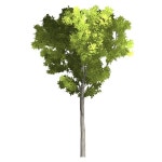 Download Tree, Branch, Leaves. Royalty-Free Stock Illustration Image - Pixabay Download Tree, Branch, Leaves. Royalty-Free Stock... 