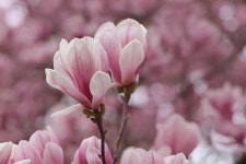 Magnolia Flower Blooming - Free photo on Pixabay