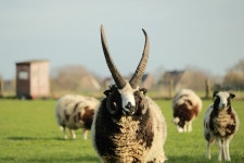 Sheep Horns Mammal - Free photo on Pixabay - Pixabay Sheep Horns Mammal - Free photo on Pixabay