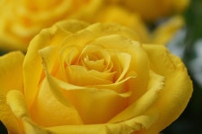 Rose Flower Yellow - Free photo on Pixabay - Pixabay Rose Flower Yellow - Free photo on Pixabay