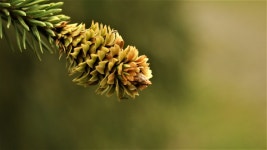 Nature Conifer Fir - Free photo on Pixabay Free Image on Pixabay - Nature, Conifer, Fir, Sprig, Branch