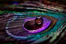 Plumage Feathers Dew - Free photo on Pixabay