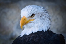 Eagle Head Birds Of Prey - Free photo on Pixabay