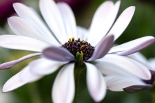 Marguerite Flower Plant - Free photo on Pixabay