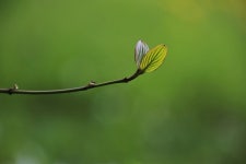 600+ Free Young Branch & Nature Photos - Pixabay