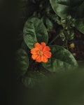 40,000+ Free Orange Flowers & Nature Photos - Pixabay