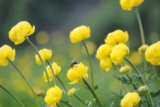 200+ Free Alpine Flora & Nature Photos - Pixabay