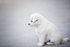 40,000+ Free Lonely Dog & Dog Photos - Pixabay
