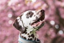 Dalmatian Dog Pet - Free photo on Pixabay