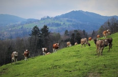 10,000+ Free Grazing Area & Grazing Photos - Pixabay