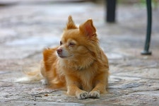 Dog Pet Animal Domestic - Free photo on Pixabay Free Image on Pixabay - Dog, Pet, Animal, Domestic Dog