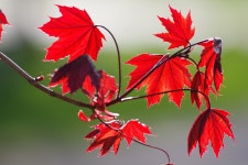 10,000+ Free Fire Maple & Fire Photos - Pixabay