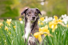 Dog Hybrid Mixed Breed - Free photo on Pixabay