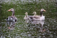 Greylag Goose Birds Lake - Free photo on Pixabay Free Image on Pixabay - Greylag Goose, Birds, Lake, Animals