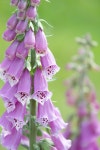 Flowers Foxglove Meadow Common - Free photo on Pixabay