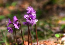 10 + 무료 솔다 & 자연 이미지 - Pixabay