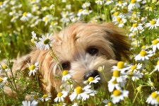 Havanese Puppy Dog Flowers - Free photo on Pixabay