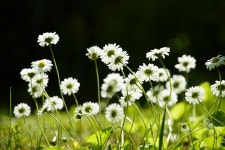 1,000+ Free Bellis & Pregnant Photos - Pixabay