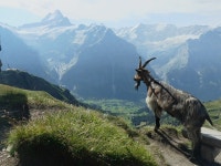 20+ Free Schreckhorn & Switzerland Photos - Pixabay