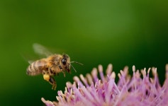 20,000+ Free Flight Insect & Insect Photos - Pixabay