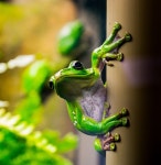 Frog Rainforest Terrarium - Free photo on Pixabay Free Image on Pixabay - Frog, Rainforest, Terrarium