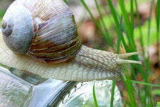 Snail Shell Mollusk - Free photo on Pixabay