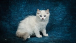 Ragdoll Cat Kitten - Free photo on Pixabay - Pixabay Ragdoll Cat Kitten - Free photo on Pixabay