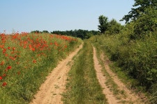 Road Field Red Weed - Free photo on Pixabay Free Image on Pixabay - Road, Field, Red Weed, Countryside