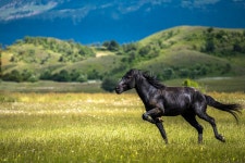 Horse Stallion Equine - Free photo on Pixabay
