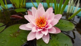 수련 이슬 방울 - Pixabay의 무료 사진