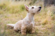 Dog Pet Scottish Terrier - Free photo on Pixabay