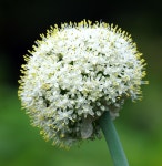 100 + 무료 Allium & 꽃 이미지 - Pixabay