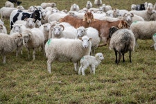 Sheep Lamb Animals Farm - Free photo on Pixabay