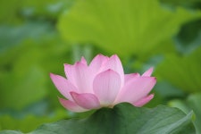 로터스 꽃 연꽃 핑크 - Pixabay의 무료 사진