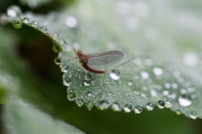 2+ Free Fishfly & Mayfly Photos - Pixabay