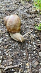 Snail Animal Ground - Free photo on Pixabay