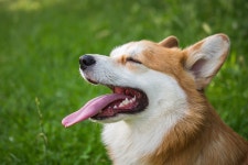 Dog Pet Corgi - Free photo on Pixabay