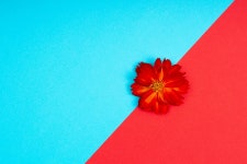 Flower Minimalist Background - Free photo on Pixabay