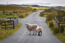 Road Sheep Rural - Free photo on Pixabay