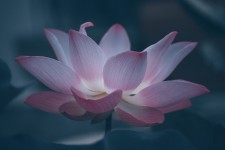 400,000+ Free Lotus Flowers & Lotus Photos - Pixabay