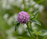 Trifolium Pratense 클로버 꽃 레드 - Pixabay의 무료 사진